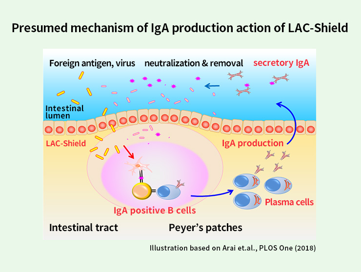 Presumed mechanism of lgA production by shield lactic acid bacteria
