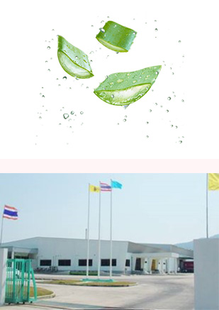 Aloe processing plant in Thailand