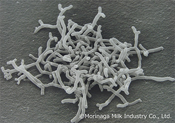 Bifidobacterium longum BB536