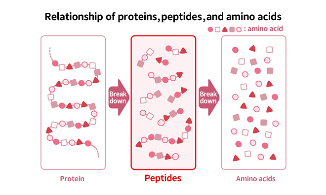 Relationship of proteinns, peptides, and amino acids