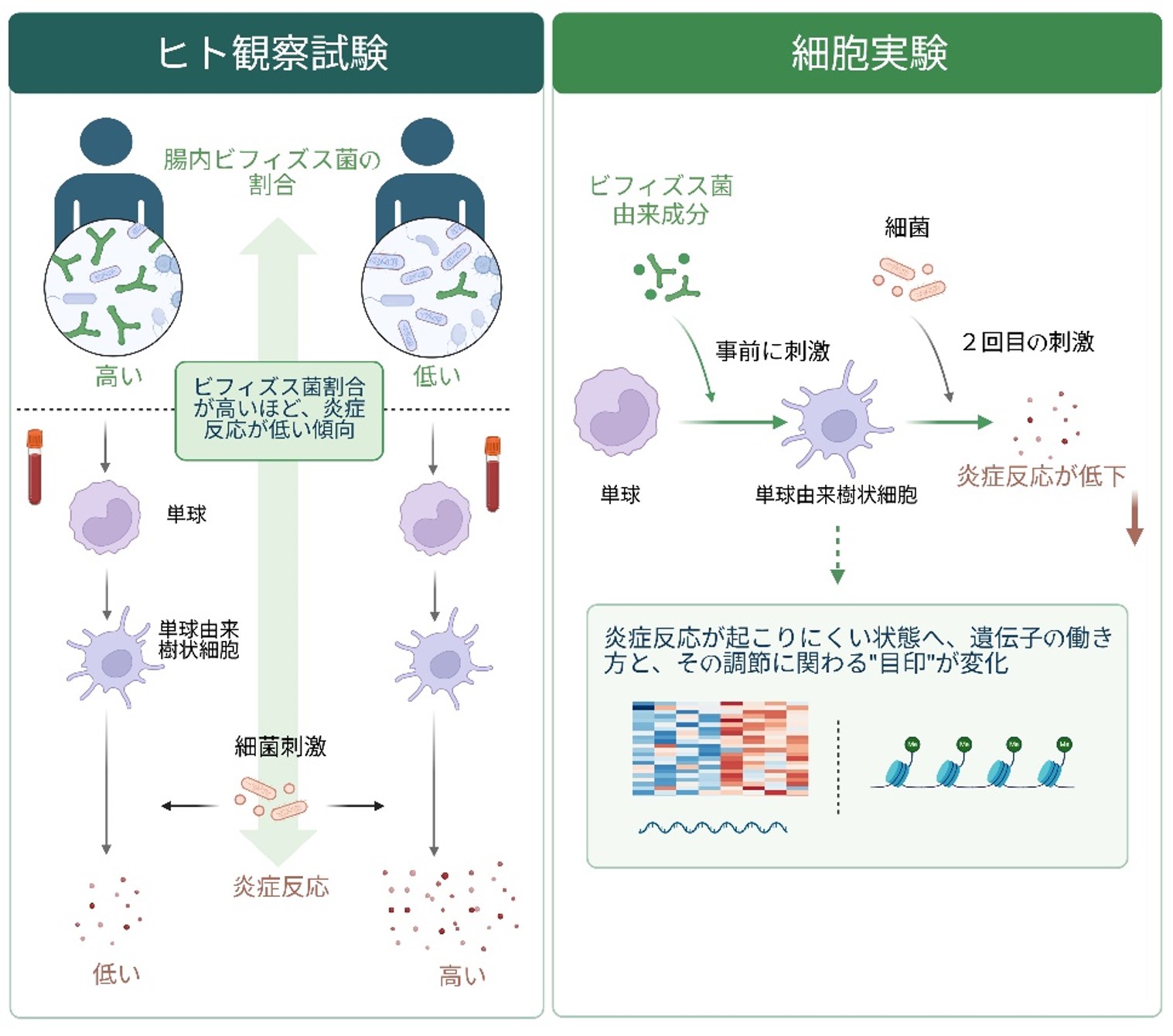 ビフィズス菌が体内の過剰な炎症反応を抑制する可能性を確認