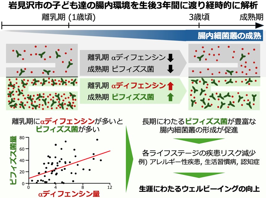 離乳期のαディフェンシンがビフィズス菌の定着を促すことを確認 ～乳幼児の腸内環境と将来の健康をつなぐ自然免疫の働きを解明～