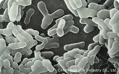 Bifidobacteria