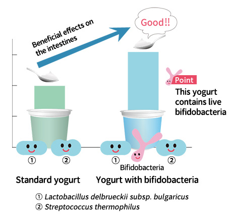 Bifidus Yogurt