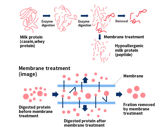 Our proprietary peptide manufacturing technology and new allergenicity evaluation method