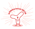 bifidobacterium BB536