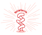 lactoferrin