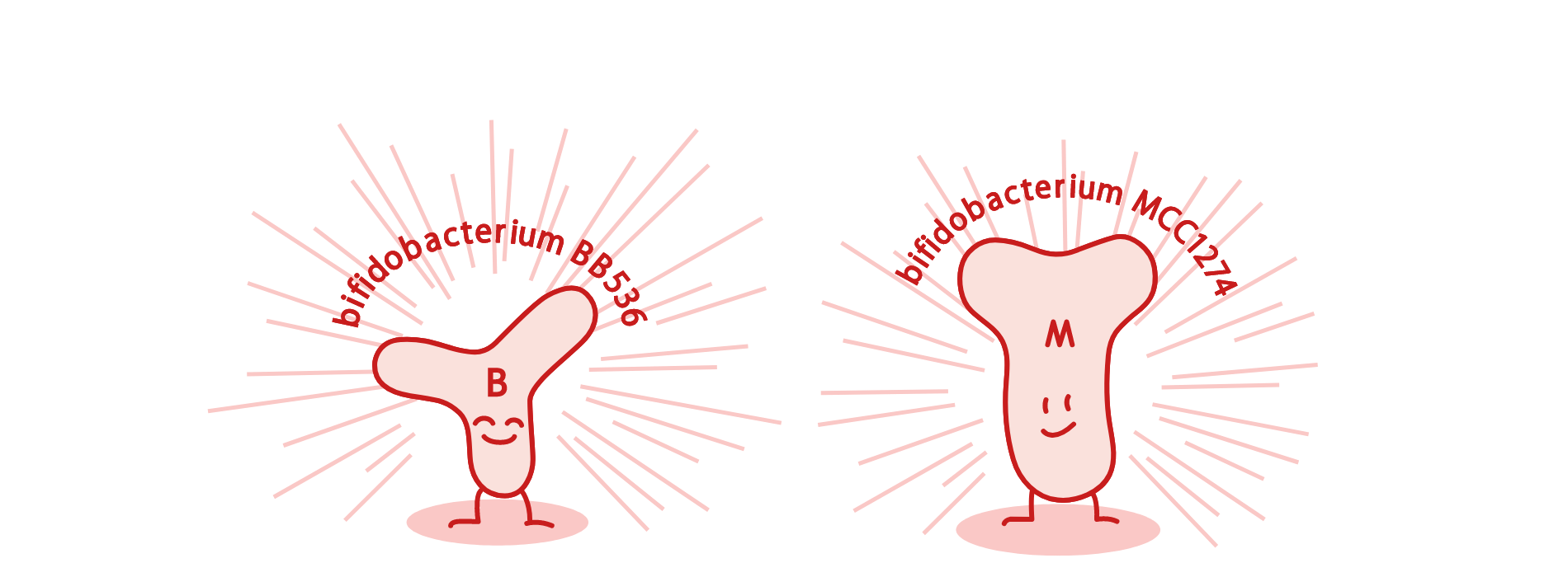 bifidobacterium BB536 bifidobacterium MCC1274
