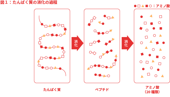 たんぱく質の消化の過程を表すグラフ