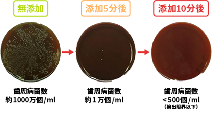 無添加のとき、歯周病菌数約1000万個/ml → 添加5分後、歯周病菌数約1万個/ml → 添加10分後、歯周病菌数500個/ml(検出限界以下)