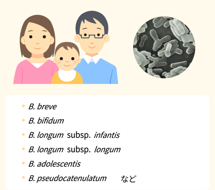 B.breve、B.bifidum、B.longum subsp. infantis、B.longum subsp. longum、B.adolescentis、B.pseudocatenulatum など