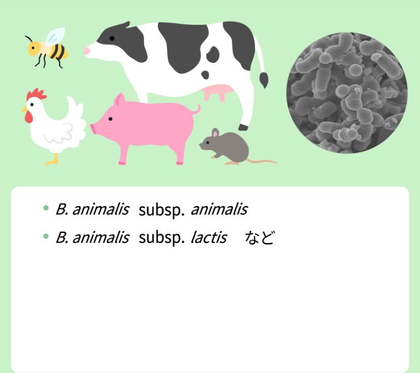 B.animalis subsp. animalis、B.animalis subsp. lactis など