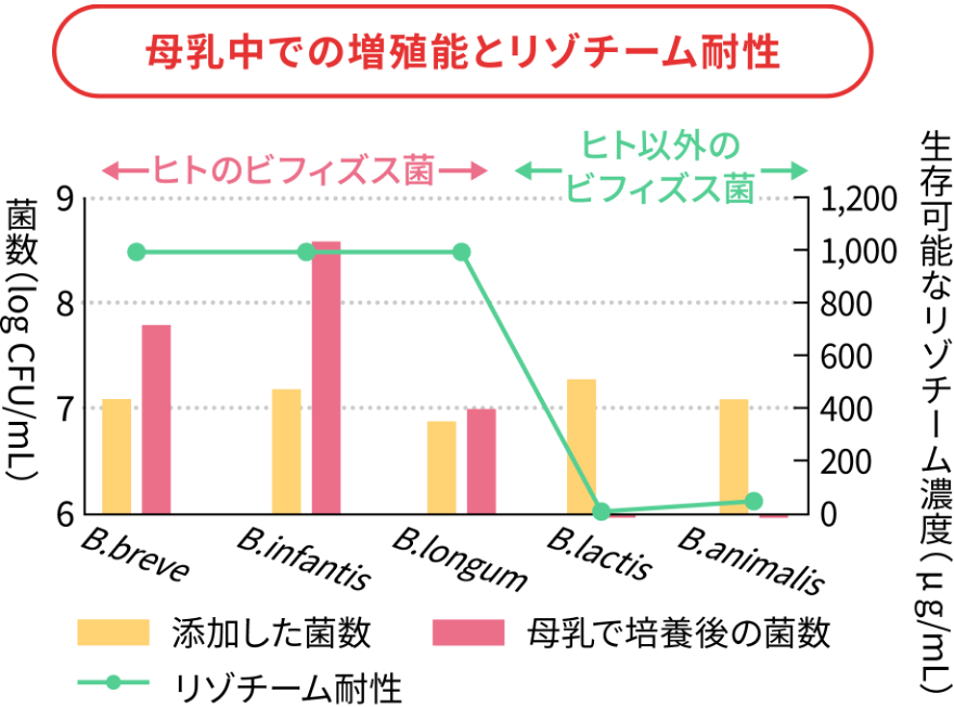 母乳中での増殖能とリゾチーム耐性　ヒトのビフィズス菌は母乳中の殺菌成分・リゾチームに耐性があり、ヒトミルクオリゴ糖をエサとして利用できるため母乳中で増えました。一方、ヒト以外のビフィズス菌はほとんどの株が死滅しました。