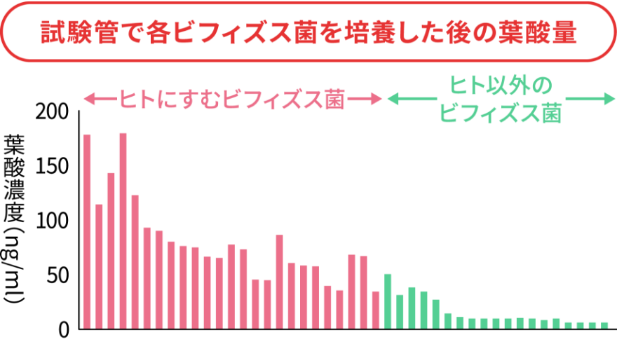 試験管で各ビフィズス菌を培養した後の葉酸量