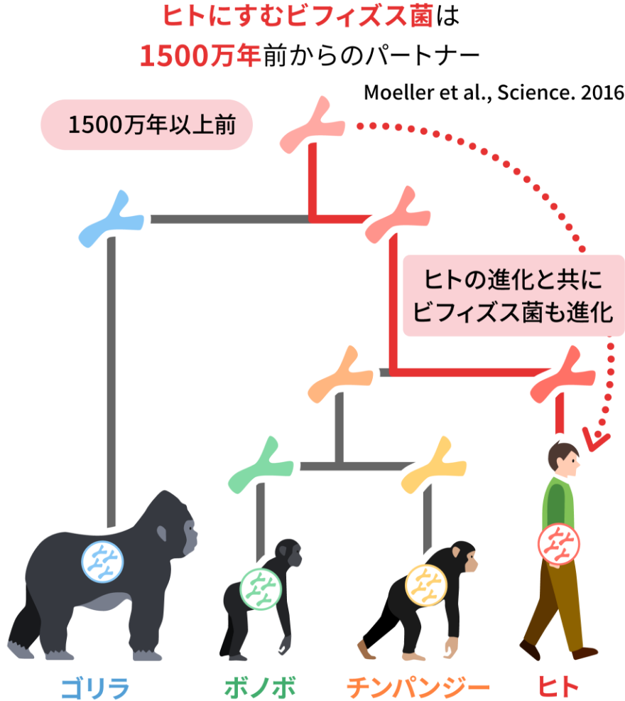 ヒトにすむビフィズス菌は1500万年前からのパートナー