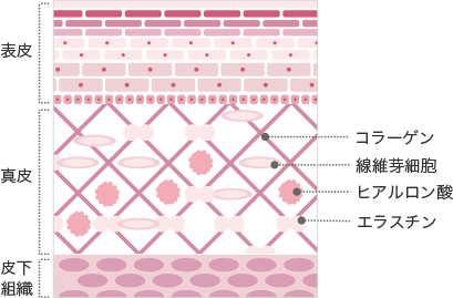 表皮真皮皮下組織コラーゲン繊維芽細胞ヒアルロン酸エラスチン