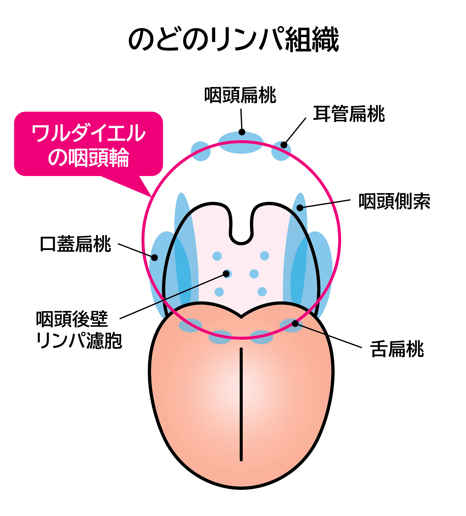 のどのリンパ組織