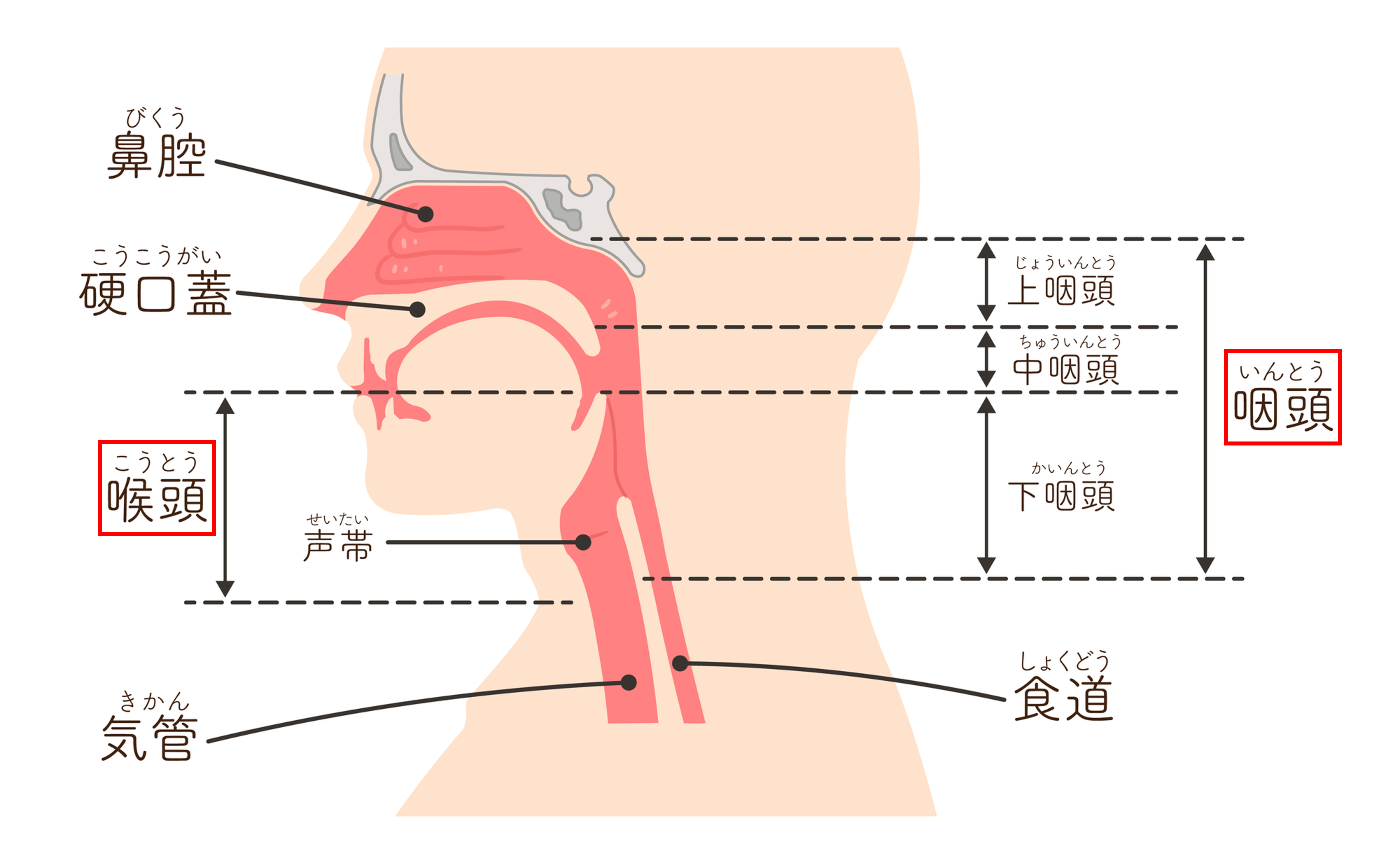 咽頭炎、喉頭炎