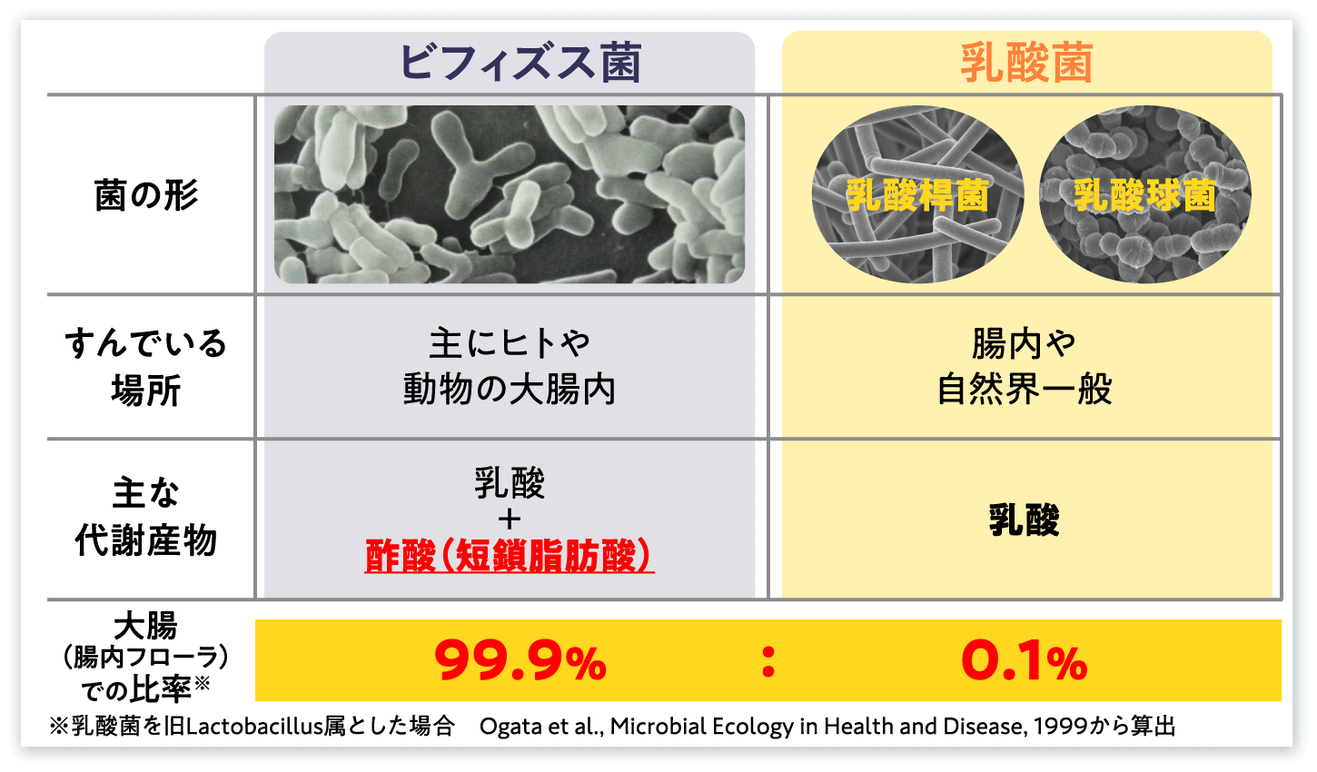 ビフィズス菌と乳酸菌の違い