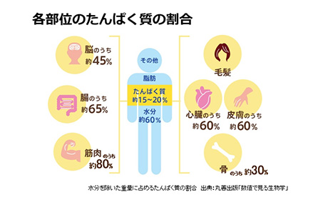 各部位のたんぱく質の割合