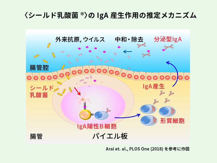 シールド乳酸菌のlgA産生作用の推定メカニズム