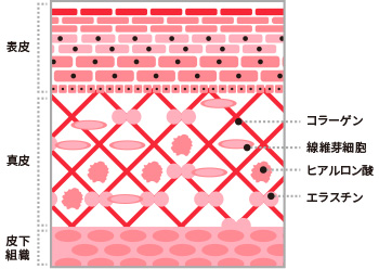 表皮の図