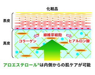 〈アロエステロール<sup>®</sup>〉の肌機能へのメカニズム