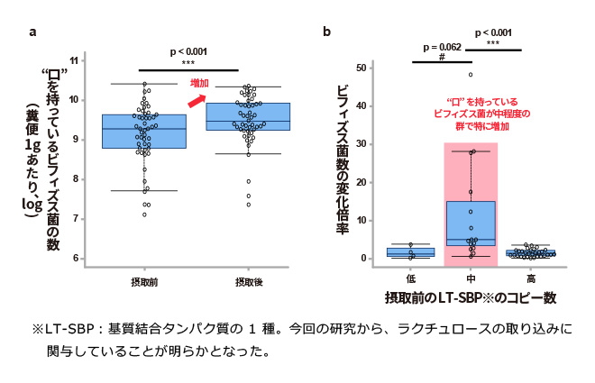 ラクチュロース摂取前後におけるビフィズス菌数の変化とLT-SBP