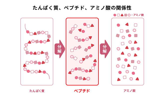 たんぱく質、ペプチド、アミノ酸の関係性