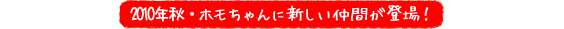 2010年秋・リニューアル