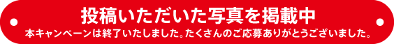 ���e�����������ʐ^���f�ڒ��@�{�L�����y�[���͏I���������܂����B��������̂����傠�肪�Ƃ��������܂����B