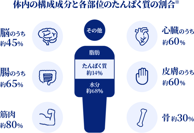 体内の構成成分と各部位のたんぱく質の割合※脳のうち約45%腸のうち約65%筋肉約80%その他脂肪たんぱく質約14%水分約68%心臓のうち約60%皮膚のうち約60%骨約30%