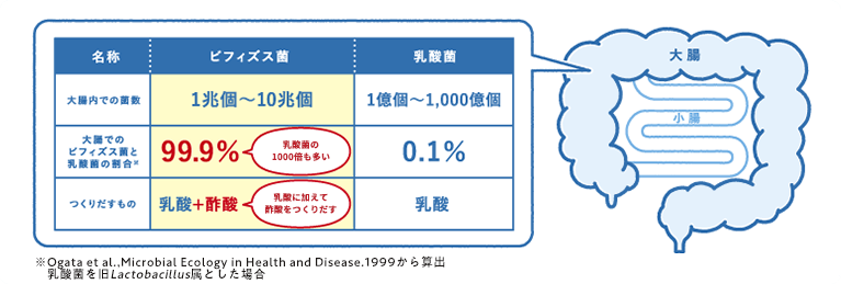 大腸にいる善玉菌の主役はビフィズス菌