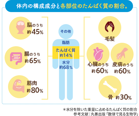 体内の構成成分と各部位のたんぱく質の割合。